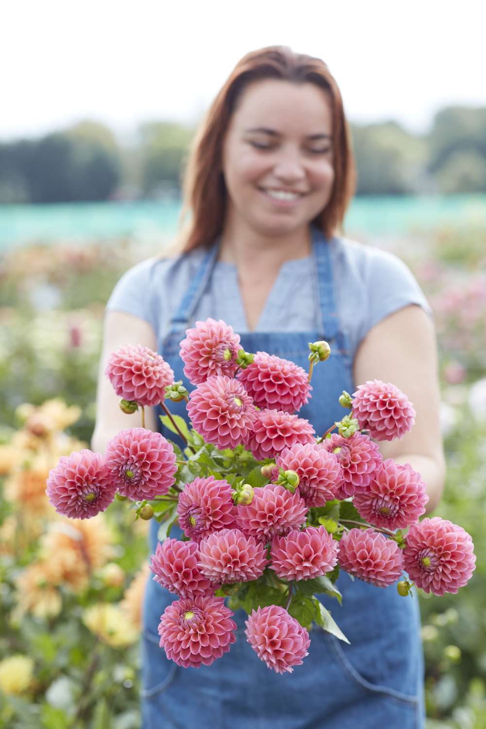 Dahlia 'Dikara Superb'